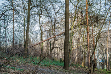 Fototapeta premium Kosutnjak , is a park-forest and urban neighborhood of Belgrade, the capital of Serbia.