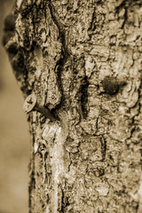 a nail cut into a tree