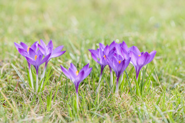 Beautiful violet crocuses grow in meadow. Early spring flowers. 