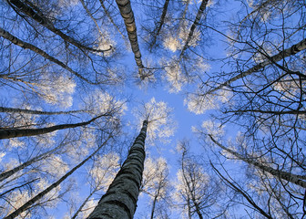 Fototapeta premium beautiful natural backdrop of long, slender trunks of the birch trees reaching to a blue sky the top is covered with white bright snow