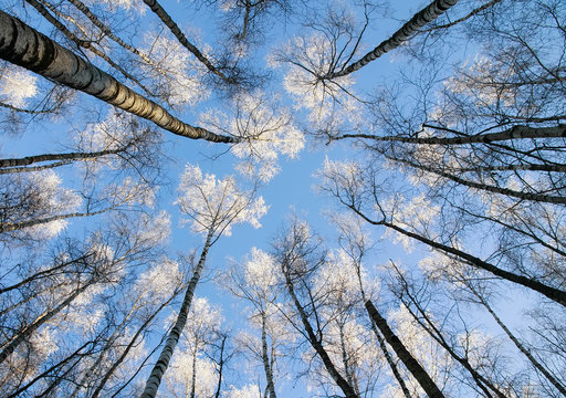the natural backdrop of long, slender trunks of the birch trees reaching to a blue sky the top is covered