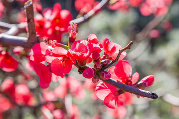 bright red flowers on branch plant
