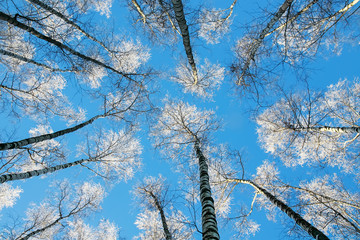 view from below on the long slender trunks of the birch trees reaching to a blue sky the top is covered with white bright snow
