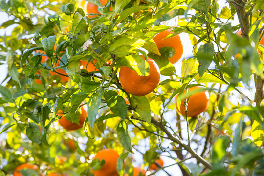 orange tree in day sunlight