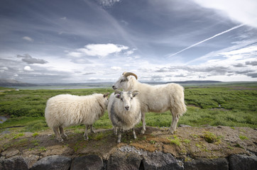 Fototapeta premium Iceland sheeps