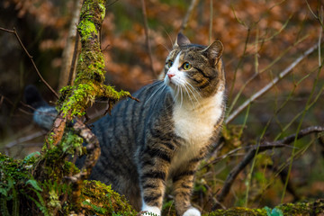 Naklejka na ściany i meble Katze im dichten Wald auf der Jagd