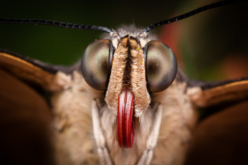 Exotic butterfly extreme close up