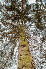 Fototapeta premium Kosutnjak , is a park-forest and urban neighborhood of Belgrade, the capital of Serbia.