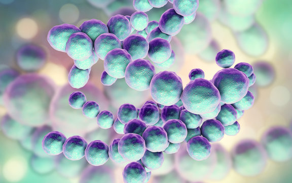 Bacteria Peptococcus, anaerobic Gram-positive cocci, they are part of human microbiome in intestine and also cause inflammations of different location, 3D illustration
