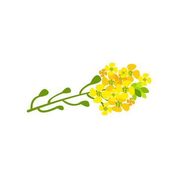 Rapeseed flowers cartoon vector Illustration