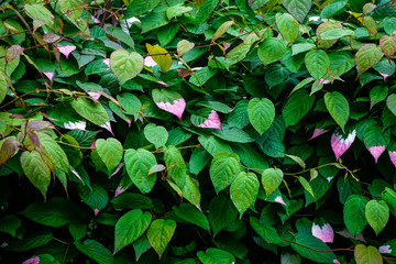 background of fresh leaves