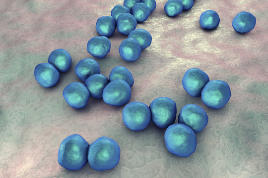 Veillonella bacteria, gram-negative anaerobic cocci, part of intestine and oral microflora and the causative agents of different inflammations, 3D illustration