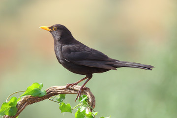 Common blackbird perched on a branch with ivy - obrazy, fototapety, plakaty