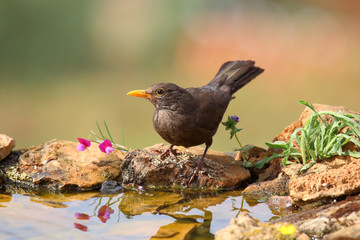 Common blackbird drinking