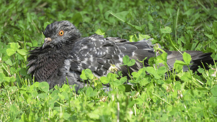 Pigeon dans le gazon