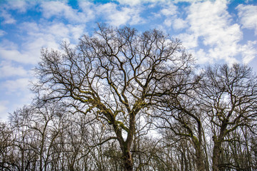 Naklejka premium Kosutnjak , is a park-forest and urban neighborhood of Belgrade, the capital of Serbia.