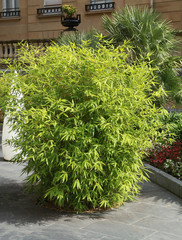 Fototapeta na wymiar Bosquet de bambous sur une terrasse