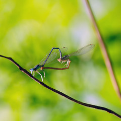 Two dragonflies formed a heart for Valentine's Day.