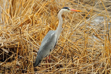 Grey heron entangled in a fishing line and waiting for rescue.
