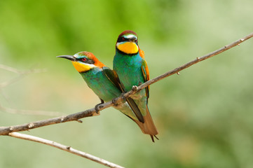 Two European bee-eater are sitting side by side, like a little live heart.