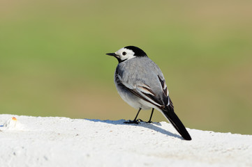 Obraz premium White wagtail sits on a concrete fence on a green background.