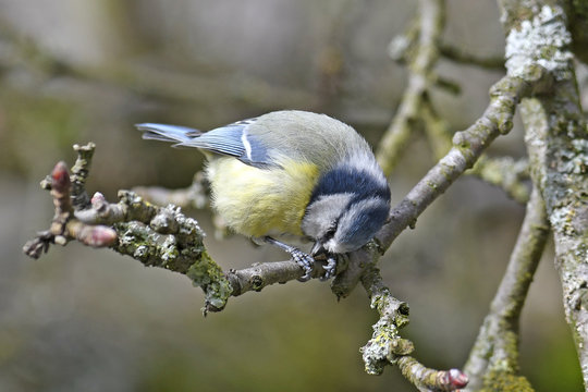Blaumeise (Cyanistes caeruleus) - Eurasian blue tit 