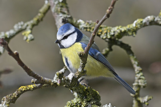 Blaumeise (Cyanistes caeruleus) - Eurasian blue tit 