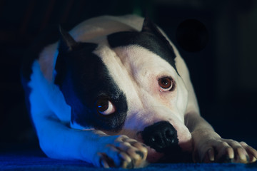 Close up of a dog with sad eyes