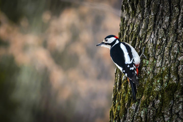 Great spotted woodpecker