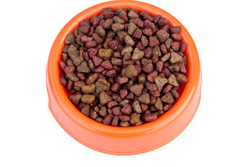 Dry cat food in orange bowl. Pet food isolated on white background