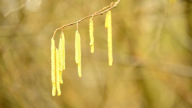 Bl&uuml;tenknospen der Haselnuss im Winter
