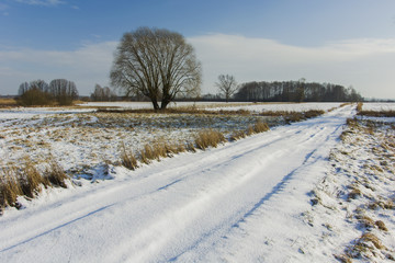 Long road through the meadows and a large willow in the winter scenery