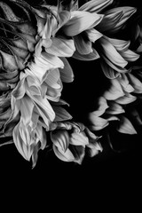 black-and-white image of a sunflower
