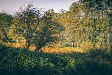 Deer walking in some tall grass in the autumn sun