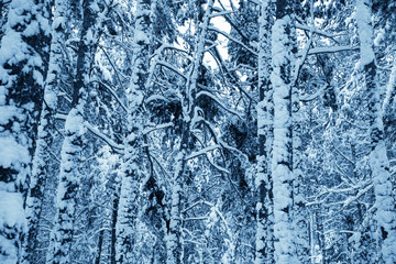 Winter nature background.