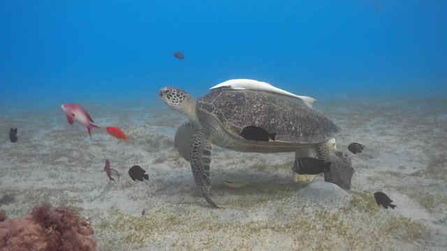 Green sea turtle on the cleaning station underwater, 4k ultra hd video footage