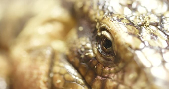 Collared Lizard close up