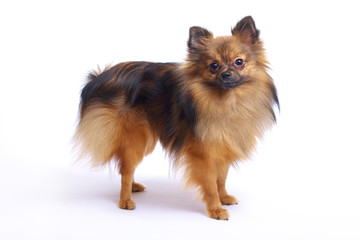 A small Pomeranian Pomeranian on a white background looks at the camera