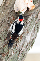 Syrian Woodpecker (Dendrocopos syriacus).