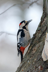 Syrian Woodpecker (Dendrocopos syriacus).
