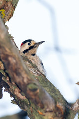 Syrian Woodpecker (Dendrocopos syriacus).
