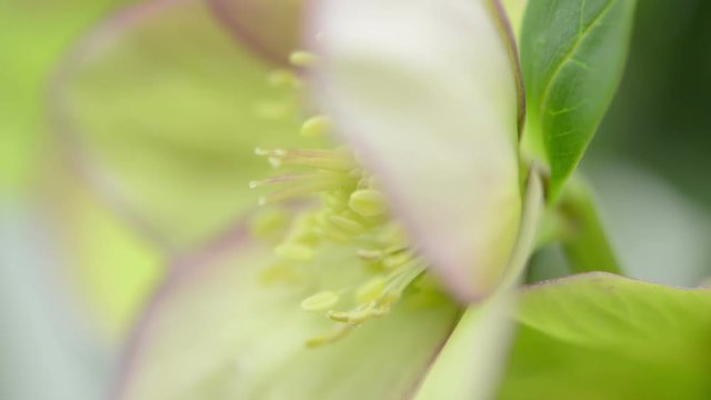 macro of Hellebore flower heads
