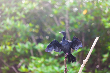 Madu Ganga, Balapitiya, Sri Lanka - Cormorant in the mangroves