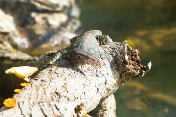 Madu Ganga, Balapitiya, Sri Lanka - Monitor lizard enjoying the sun while sitting on a stump