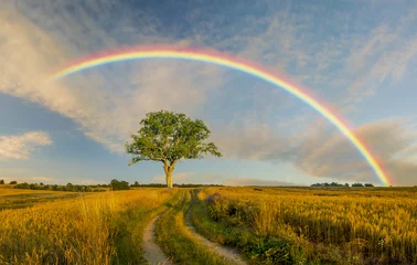 Foto op Plexiglas landelijk landschap, regenboog, weg en boom © Mike Mareen