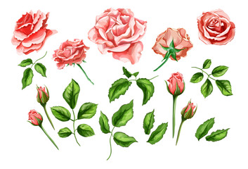 Vector realistic rose flower leaves stem set