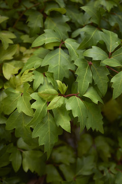 Cissus rhombifolia   
