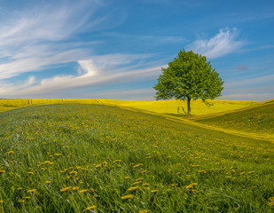 Obraz premium lonely tree on a flowery meadow