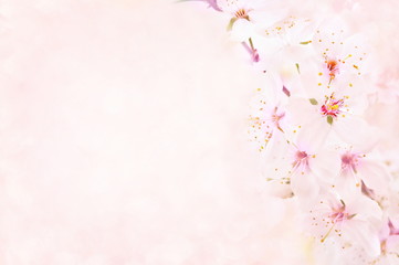 Fototapeta na wymiar Spring blossom/springtime cherry bloom, toned, bokeh flower background, pastel and soft floral card, toned