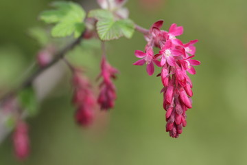 Blüte der  Zierjohannisbeere -Ribes sanguineum-im Frühling